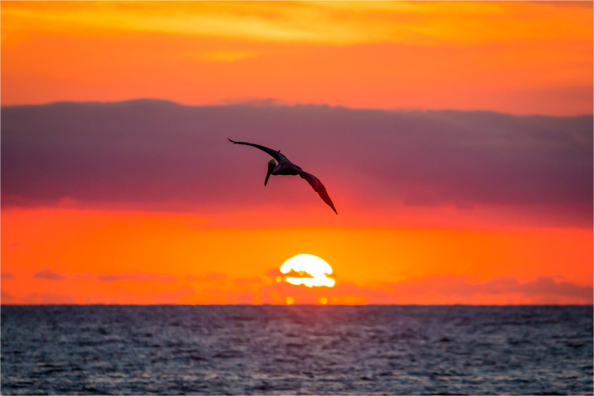 Pelican Flying