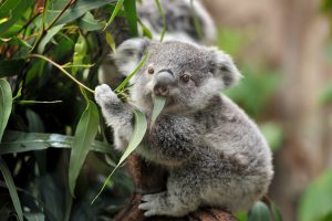 young koala