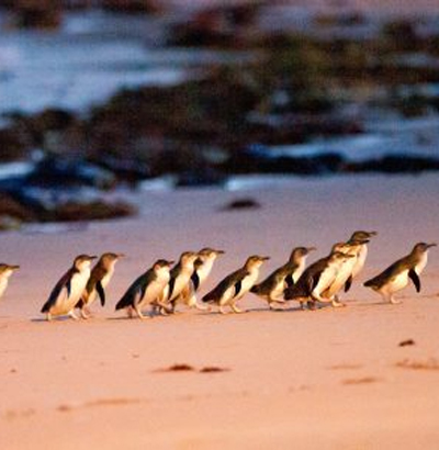 Phillip Island Winery Tour and Penguins