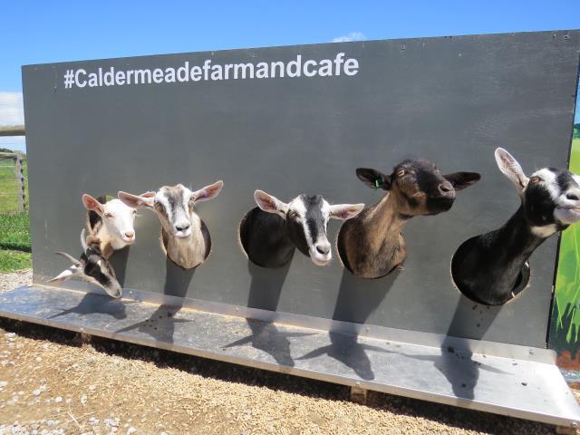 Caldermeade Farm Goats Caldermeade Farm Goats