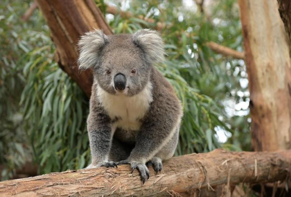 Koala Conservation Reserve Phillip Island Koala Park