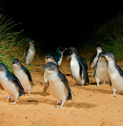 Phillip Island Winery Tour and Penguins