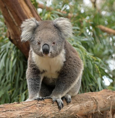 Koalas at Phillip Island